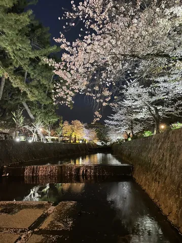 夜桜と水路の静寂