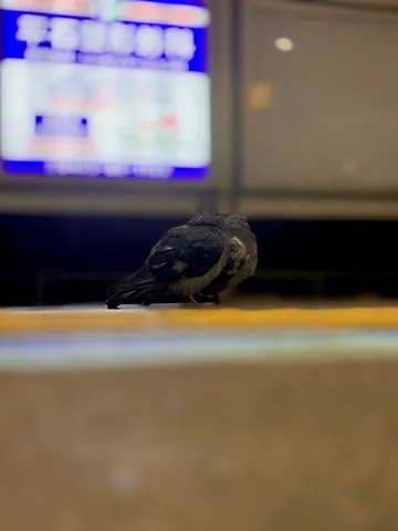 夜の路上で寄り添うハト