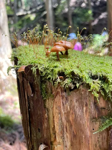 苔ときのこの小宇宙