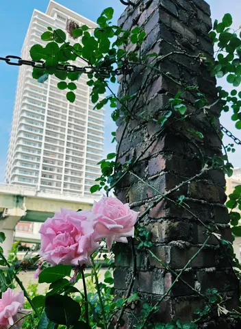 都会のビルと絡まる薔薇