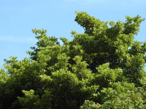 木漏れ日が眩しい緑の葉