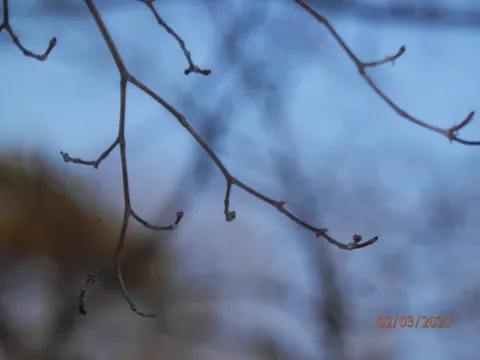 凍える空に伸びる細枝