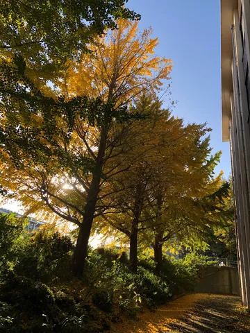 秋の光が映える木の影