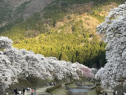 春の陽射し浴びる桜景色