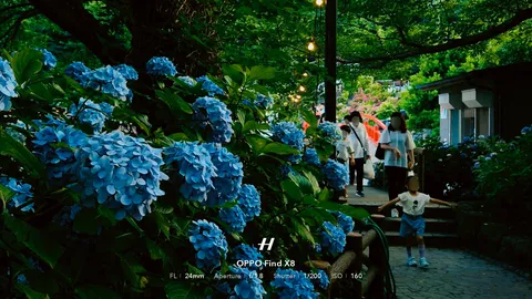 青い紫陽花と夏の散歩道