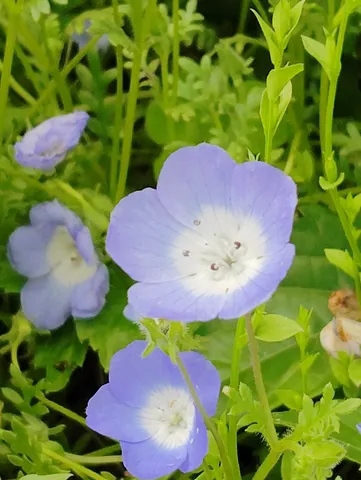 可憐な青い花、そっと開く。