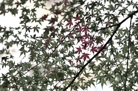 紅葉と青葉のコントラスト