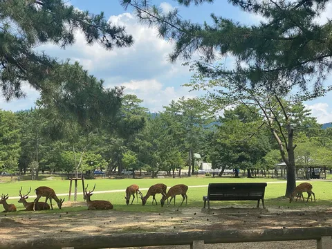 穏やかな午後の奈良公園、鹿たちの時間