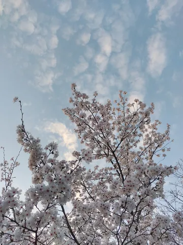 青空に広がる桜の彩り
