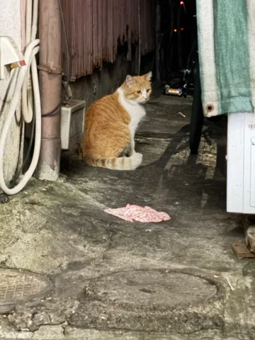 路地裏で静かに佇む猫