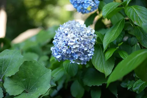 青い花球に光が当たる