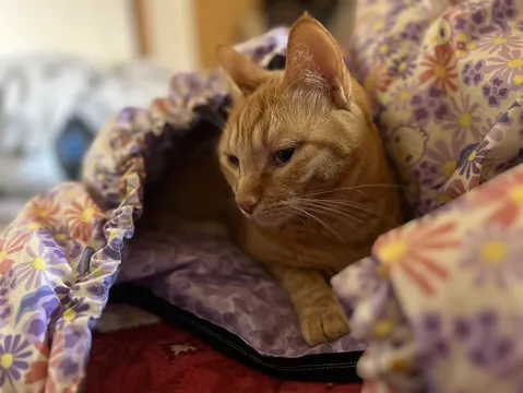 お花畑でまったり猫ちゃん