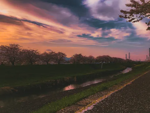 夕焼けに染まる桜並木と小川