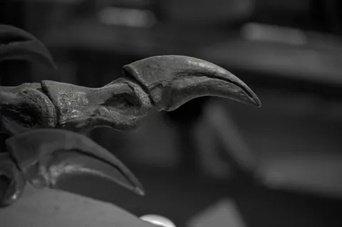 古代の威厳、恐竜の爪痕