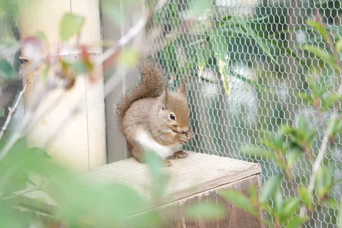 木陰のリスのひととき