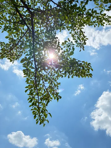 木漏れ日、青空に輝く