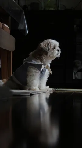 薄明かりに佇む小さな犬