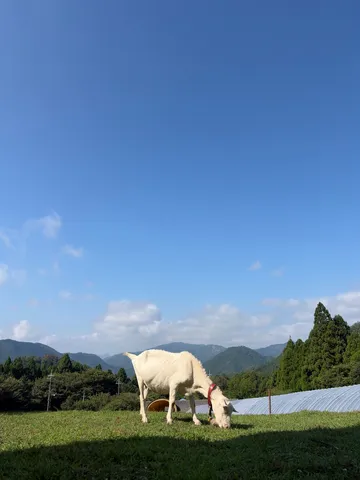 青空と白い羊の午後