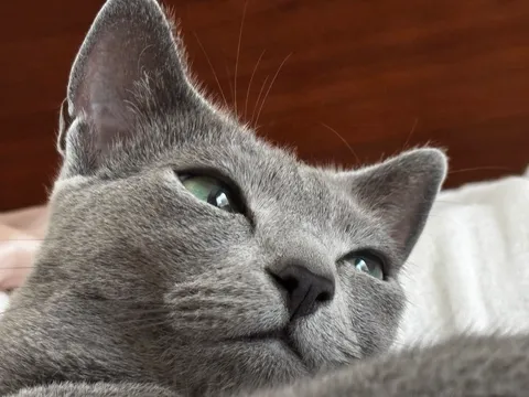 猫の白目、見えてますよ