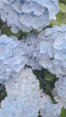 雨粒を纏った、淡い青の夢