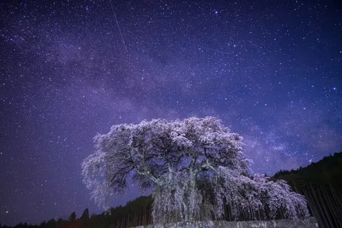 星降る夜の枝垂れ桜