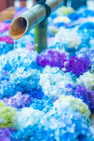 雨粒と紫陽花の涼やかな競演