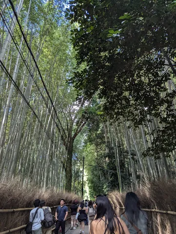 竹林の道に人の影