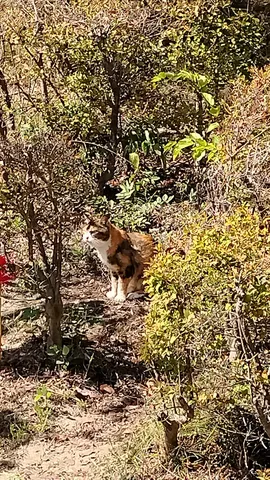 木漏れ日と猫