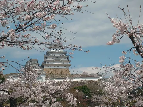 桜越しの白鷺城、時を超えて