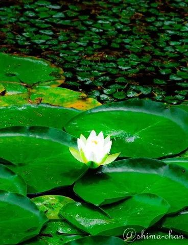 静寂の水面に咲く一輪の白蓮