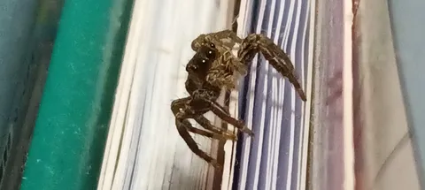 本棚の小さな住人