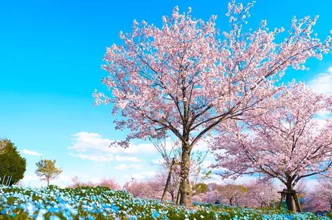 空も花も、全部主役級の春