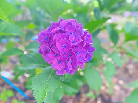 紫陽花の神秘的な誘い