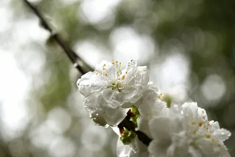 雨粒きらめく、儚い花の肖像