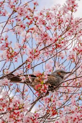 春告げる鳥、桜と出会う