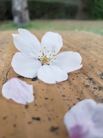 桜吹雪、静かなる舞
