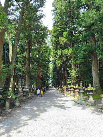 木漏れ日と灯籠の参道