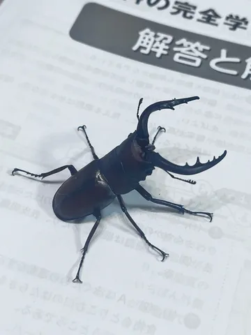 教科書とクワガタの遭遇
