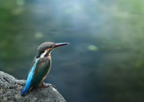水辺の宝石、きらめく瞬間