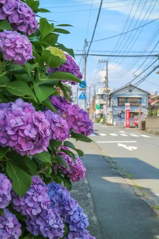紫陽花と夏のかけら