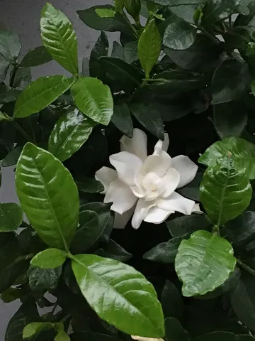 静寂に咲く純白の夢
