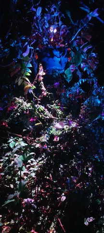 夜に灯る幻想の光