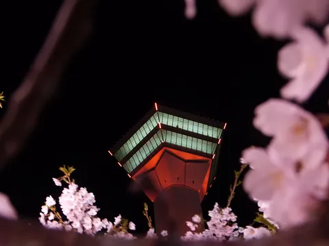夜桜の塔を見上げる