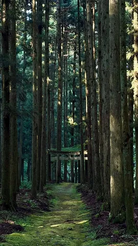 木漏れ日の森の入口