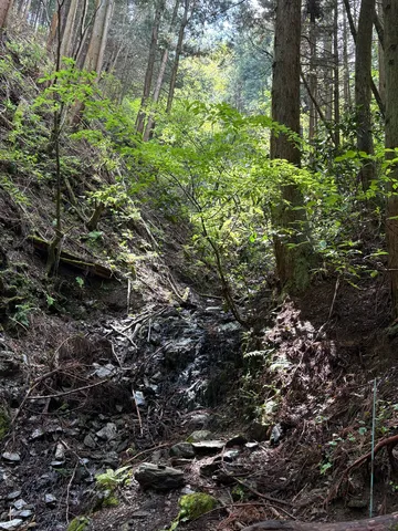 森の奥、水の気配