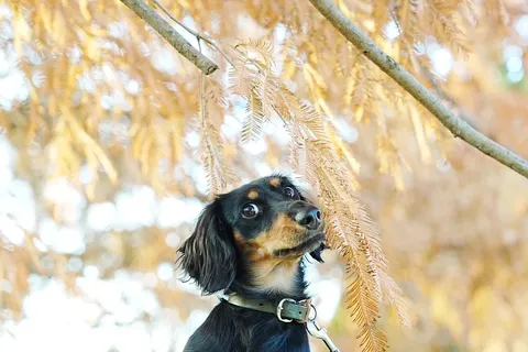 見上げる犬と秋の気配