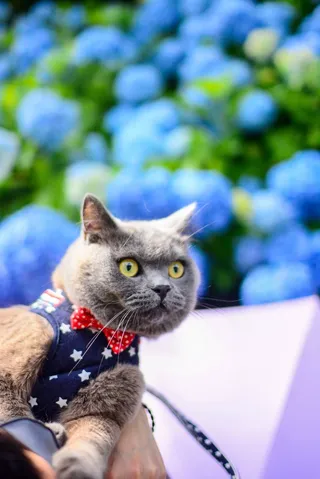 紫陽花と星柄の蝶ネクタイ猫