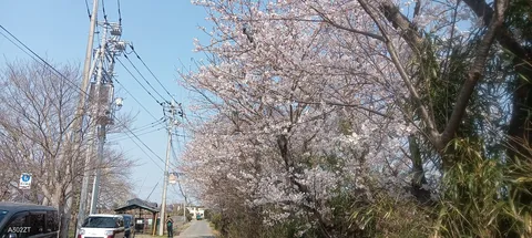 春風に舞う桜並木