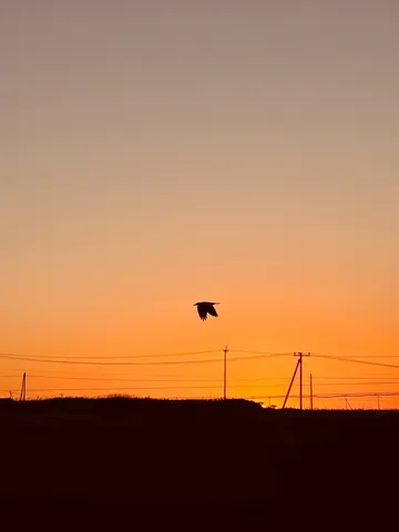 カラスのシルエットと夕焼け