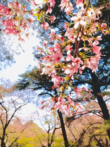 光に透ける春の息吹